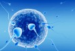 conception