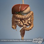 Digestive_Only_Small_01